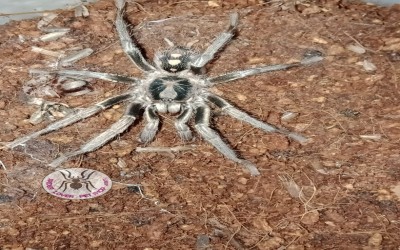 Hapalopus sp. columbien gross mature male tarantula